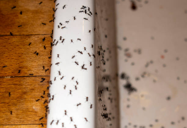 Best Flea Control Services  in Argentine, MI